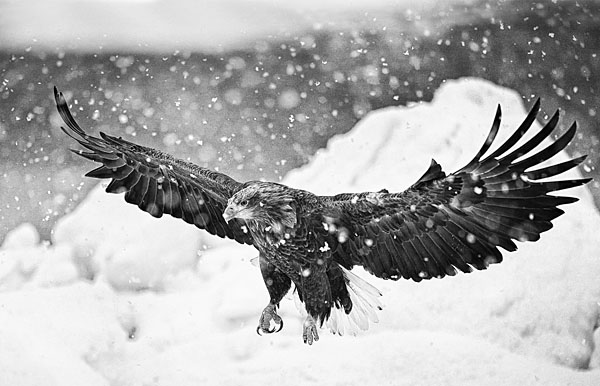 Photograph Suk Eun Kim Adversity Wins on One Eyeland